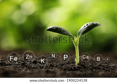 Mineral fertilizer. Young seedling growing in soil, closeup Royalty-Free Stock Photo #1900224538