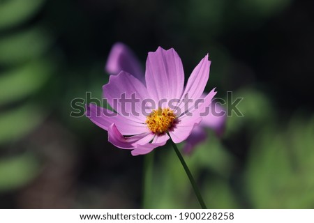 Picture of a beautiful Cosmea flower with  pink sparkling color  in nature! (Cosmos bipinnatus)