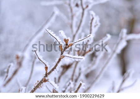 Hoarfrost on the trees. Winter background with  copy space for text. Winter nature. Iced branches. Merry Christmas and happy new year greeting card.