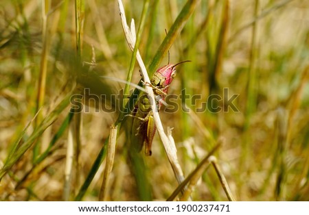 Close-up of a pink grasshopper