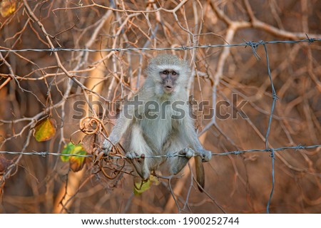 Vervet monkey in fence, Chlorocebus pygerythrus, grey and black face animal in the nature habitat, Balule near the Kruger Nature Park, South Africa. Wildlife scene from nature. Monkey in green.