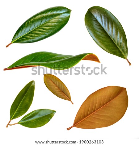 Magnolia leaves isolated on white.  Collection with front, rear and side views