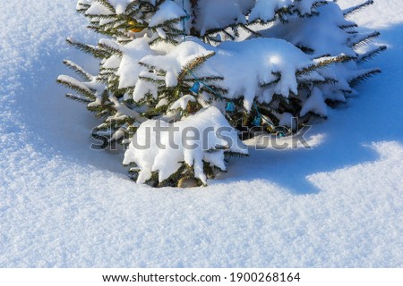 A Christmas tree covered with snow can be seen from a snowdrift, snow is a Christmas tree and the sun.