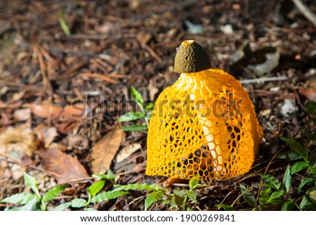 The yellow cape mushroom bloomed early in the morning and then fell.