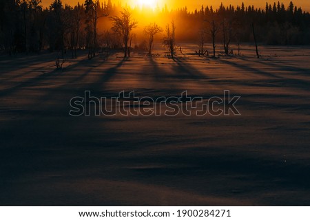 Winter evening landscape with silhouettes of trees against the setting golden sun.
