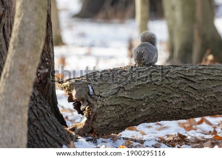 Eastern gray squirrel collects seeds and nuts in the park