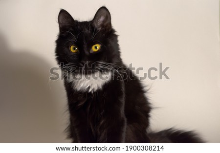 Cute black cat with yellow eyes