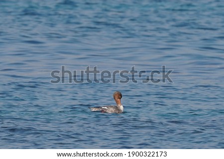 red breasted merganser is in the sea