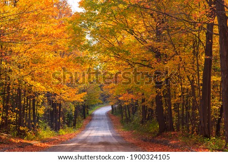 Country road in the Fall with maples