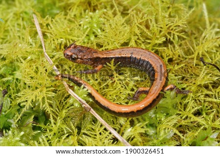 The orange brown form of Plethodon vehiculum, the Western redback salamander