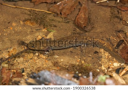 A subadult Cope's giant salamander, Dicamptodon copei in a streamside