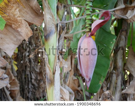 fresh banana blossom hanging on a banana tree.