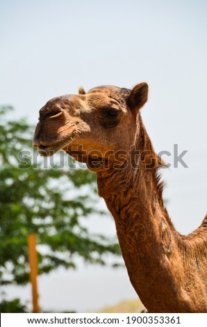 Camels on local community farms on Saudi Arabia