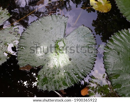The leaves and lilies of the pond look attractive