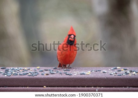 red male North American Cardinal bird eating birdseed on a back yard porch deck in winter