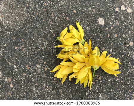 Climbing ylang-ylang on the cement floor