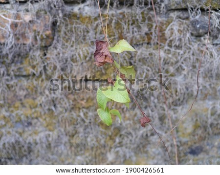 The picture of the stone wall with roots inserted in the nook and green leaves. Suitable for making wallpapers