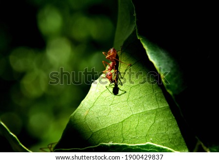 Red ant on green leaf plant in garden isolated with background.