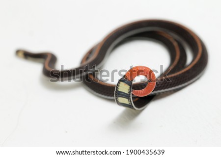 Malaysian Striped Coral Snake - Calliophis intestinalis- isolated on white background
