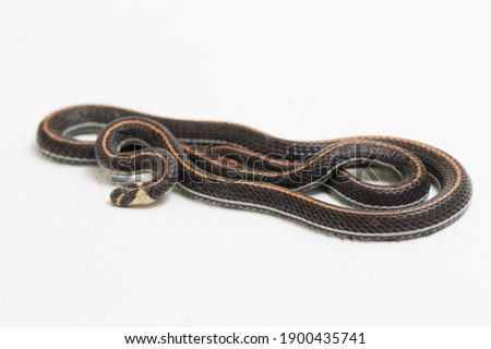 Malaysian Striped Coral Snake - Calliophis intestinalis- isolated on white background
