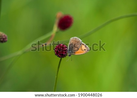 The small heath (Coenonympha pamphilus) is a butterfly species belonging to the family Nymphalidae, classified within the subfamily Satyrinae (commonly known as "the browns"). , beatiful photo