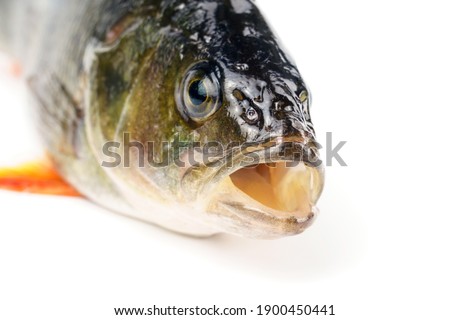 Close-up of a perch head Isolated on white background. Fish with open mouth.