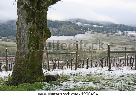 A beautiful snow covered vineyard in winter
