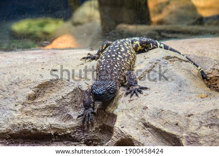 The Mexican beaded lizard (Heloderma horridum) is a species of lizard in the family Helodermatidae, one of the two species of venomous beaded lizards found principally in Mexico and southern Guatemala Royalty-Free Stock Photo #1900458424