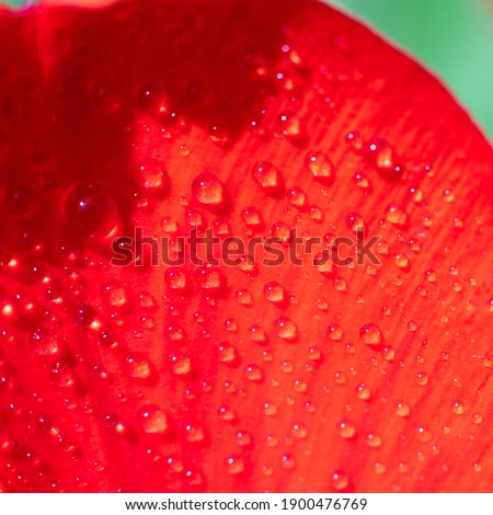 Square format photo of red tulip floral backdrop. A lot of tiny water drops on sunlit bright tulip flower petals. 