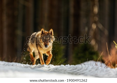 gray wolf (Canis lupus) nice portrait in winter forest with light from behind