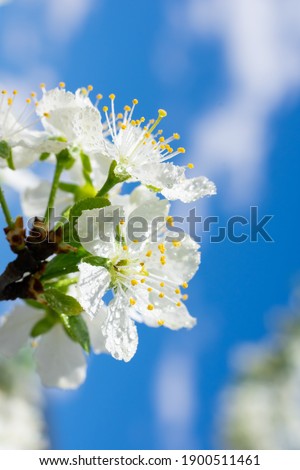 Vertical bright blue toned macro photography of white blossoming white flowers on branch. Botanical close up photo