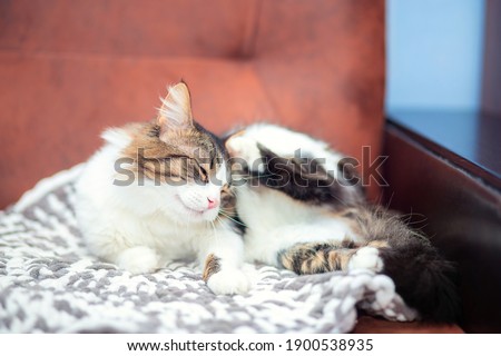 A domestic fluffy cat lies on the sofa and scratches its ear with its paw. A cute mongrel cat itches because of fleas.
