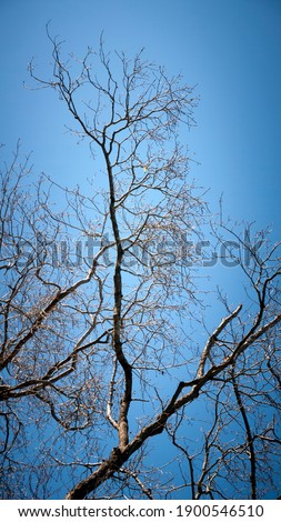 Leafless branches of a tree on blue sky
