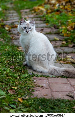 Picture of a nevsky masquerade cat in a garden 