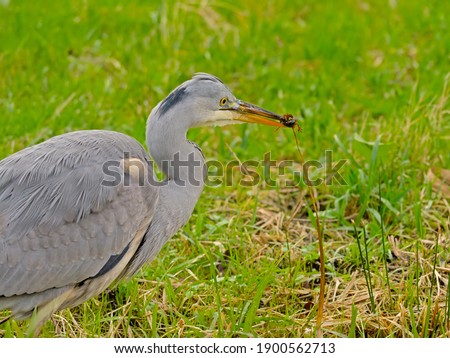 Head of a young grey heron eating a prey in Bourgoyen nautre reserve, Ghent, Flanders, Belgium. selective focus with green bokeh background - Ardea cinerea 