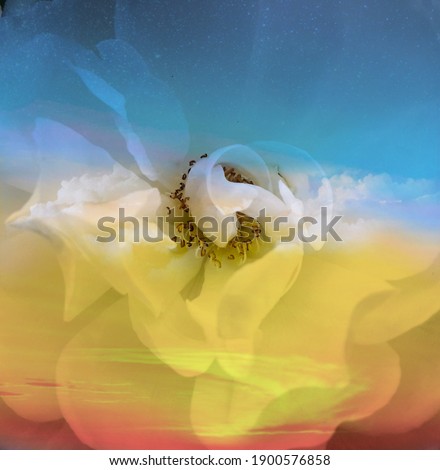  Abstract color with beautiful white rose flower