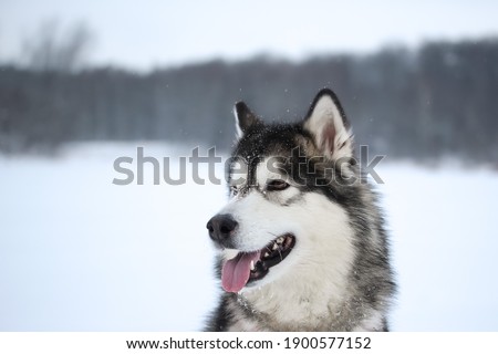 An adult gray-spirited dog of the Alaskan Malamute breed walks on the street in snowy weather Moscow region Royalty-Free Stock Photo #1900577152