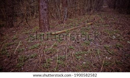 Dry autumn forest without foliage. Forest texture. Trees without leaves in the autumn forest. Beautiful autumn forest.