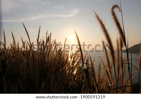 Grass flowers before sunset with sea in Phuket Thailand