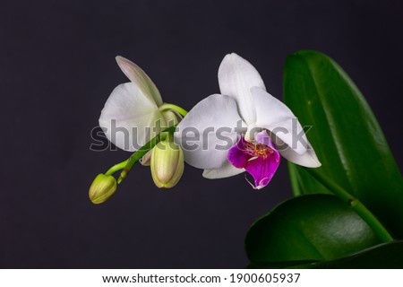 White and purple orchid with two opened buds on a black background. Branch of blooming phaleonopsis macro photo.