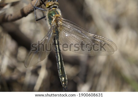 a random photo of a dragonfly on a twig.