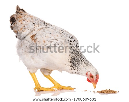 one white chicken pecking grains, isolated on white background, studio shoot Royalty-Free Stock Photo #1900609681