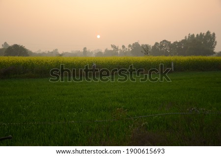 A random picture of fields