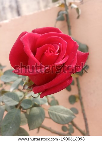 red rose with green leaves 