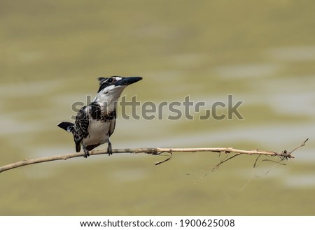 Birds in nature are black and white Pied kingfisher