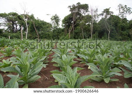 This farmer has planted his fields with tobacco Tobacco (Nicotiana tabacum), its large leaf structure is the causation of the plant absorbing many nutrients and minerals into its structure. Royalty-Free Stock Photo #1900626646