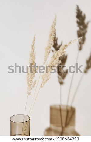 Pampas grass branches in vase on pastel neutral beige background with sun light and trendy shadow. Reeds foliage. Modern interior design concept Royalty-Free Stock Photo #1900634293