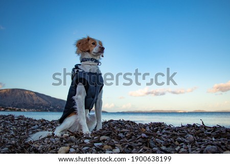 Dog posing near the beach at the sunset time
