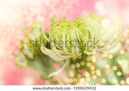 Сhrysanthemum flowers. Blooming Green Сhrysanthemum flowers over bright background. Holiday background. Valentine's Day and love background.