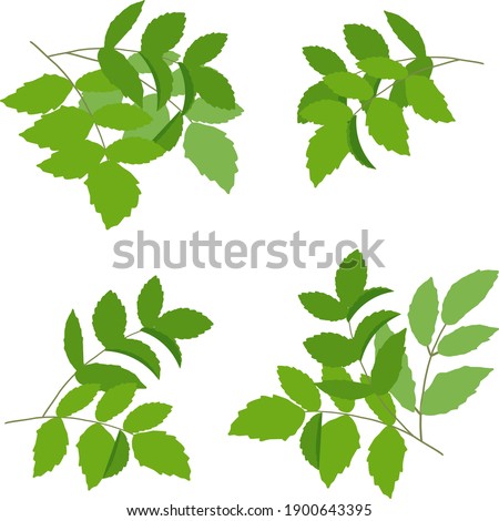 Simple green leaves vector illustration